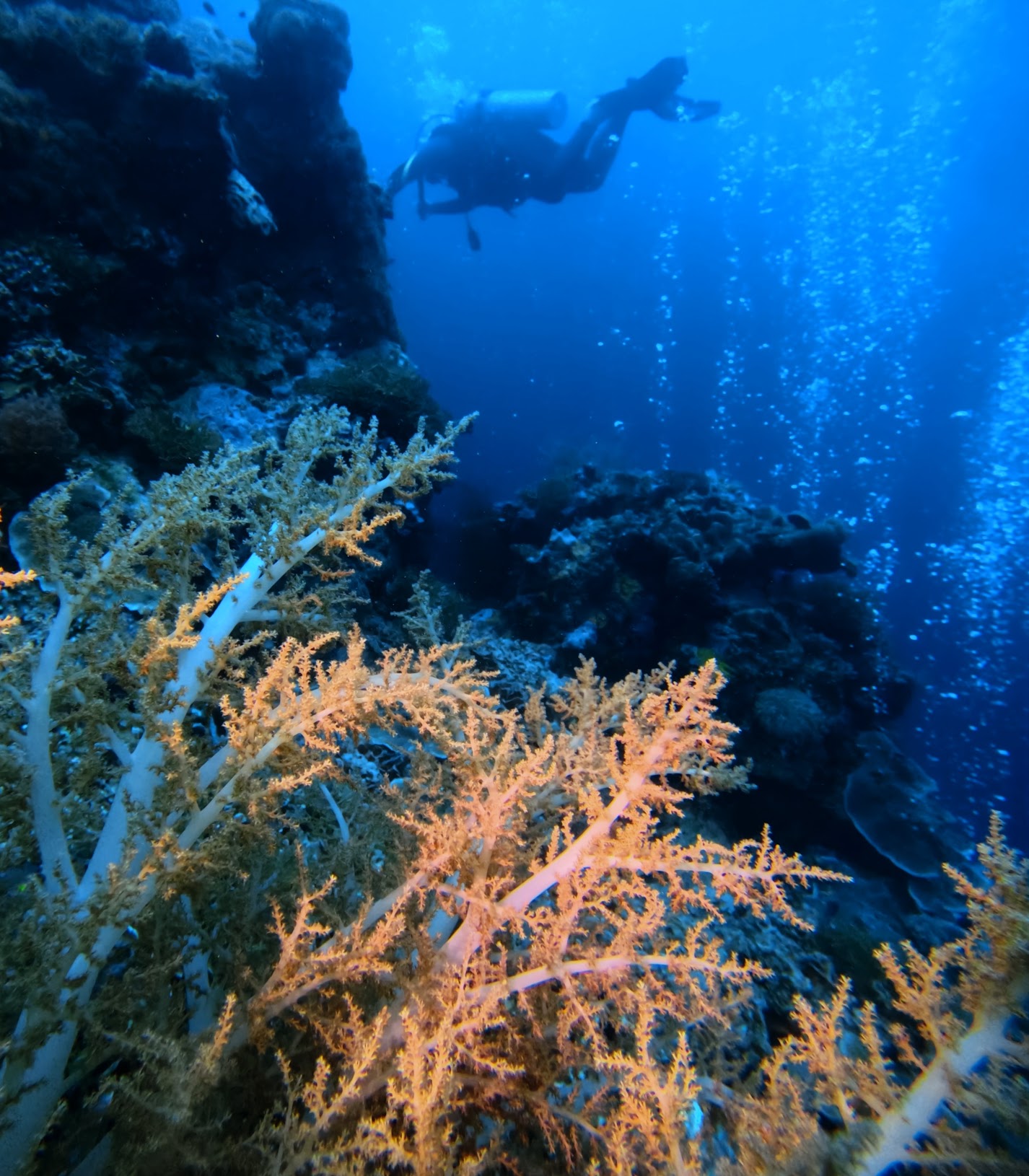 Chinese New Year in Sogod Bay, Philippines: Scuba Dives, Frogfish, and Whale&nbsp;Sharks