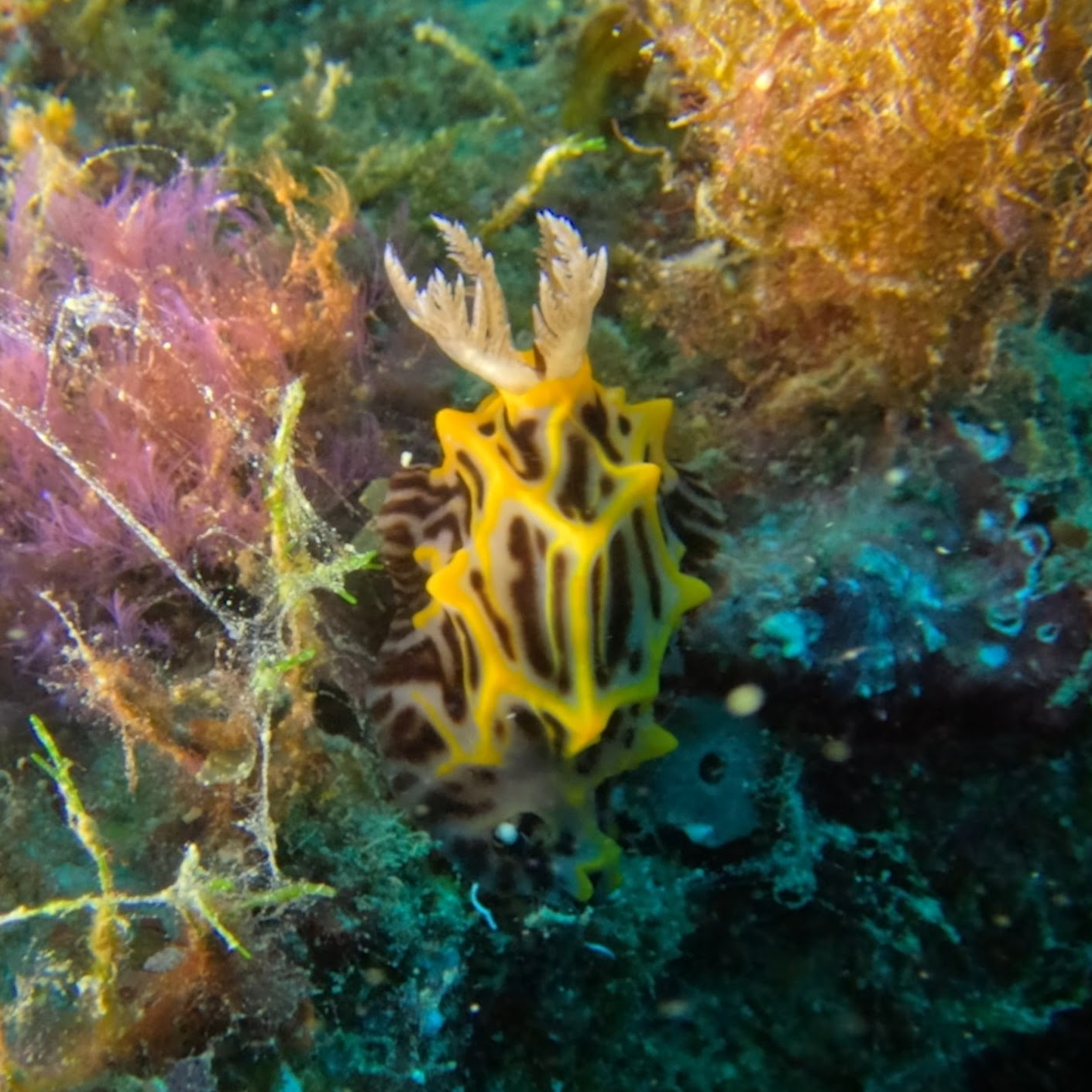 Diving in Kenting, Taiwan: Testing GoPro 13 Underwater Macro&nbsp;Setup
