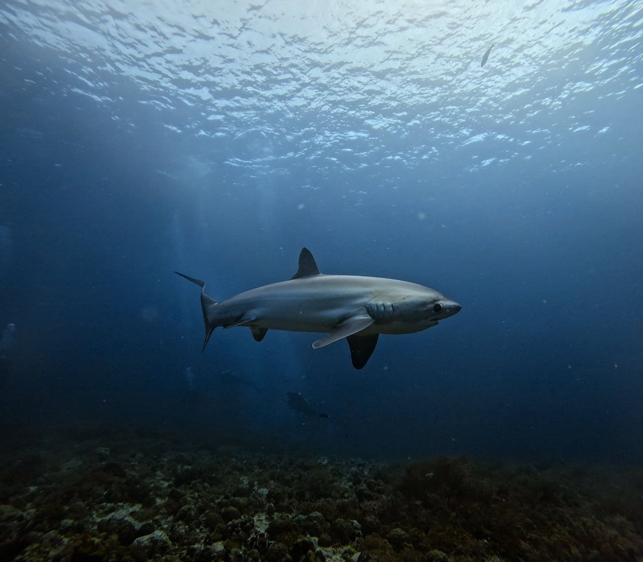 CNY2026 in Malapascua: Close Encounter with Thresher Sharks